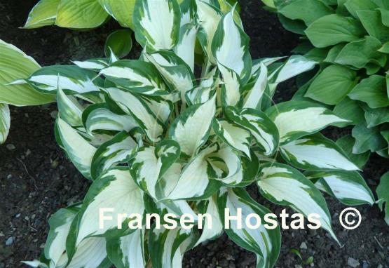 Hosta Fire and Ice